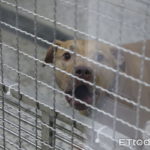 比特犬咬人敲警鐘！樹德科大擬辦寵物經營系　正視毛經濟潛在公安