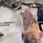 怎麼有狗！去田裡「被強迫中獎」秒傻眼　下秒開始想名字