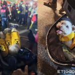 17歲汪得癌！飼主去年求媽祖「化療順利」　今年帶汪汪進香團追隨